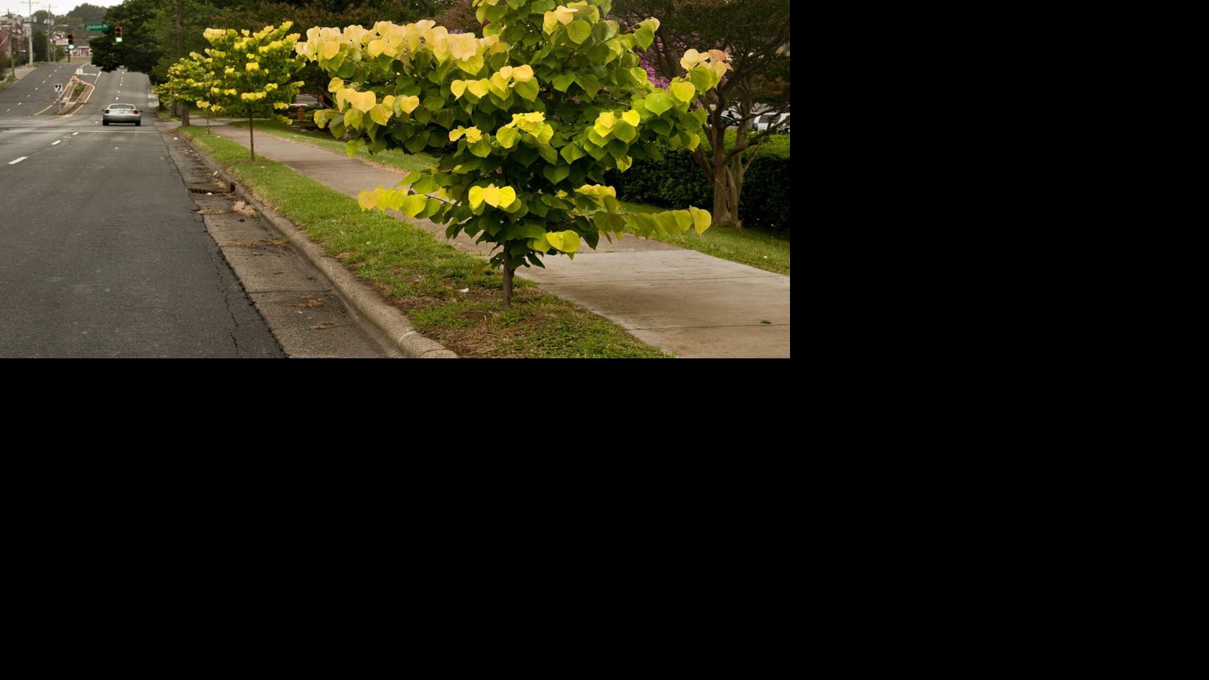 Redbuds are in grand display in the late summer | Home & Garden