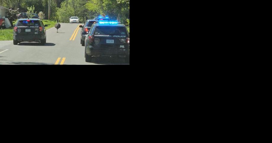 Spooked emu leaps over 7-foot fence. Watch Tennessee cops chase it through town - Vimarsana News