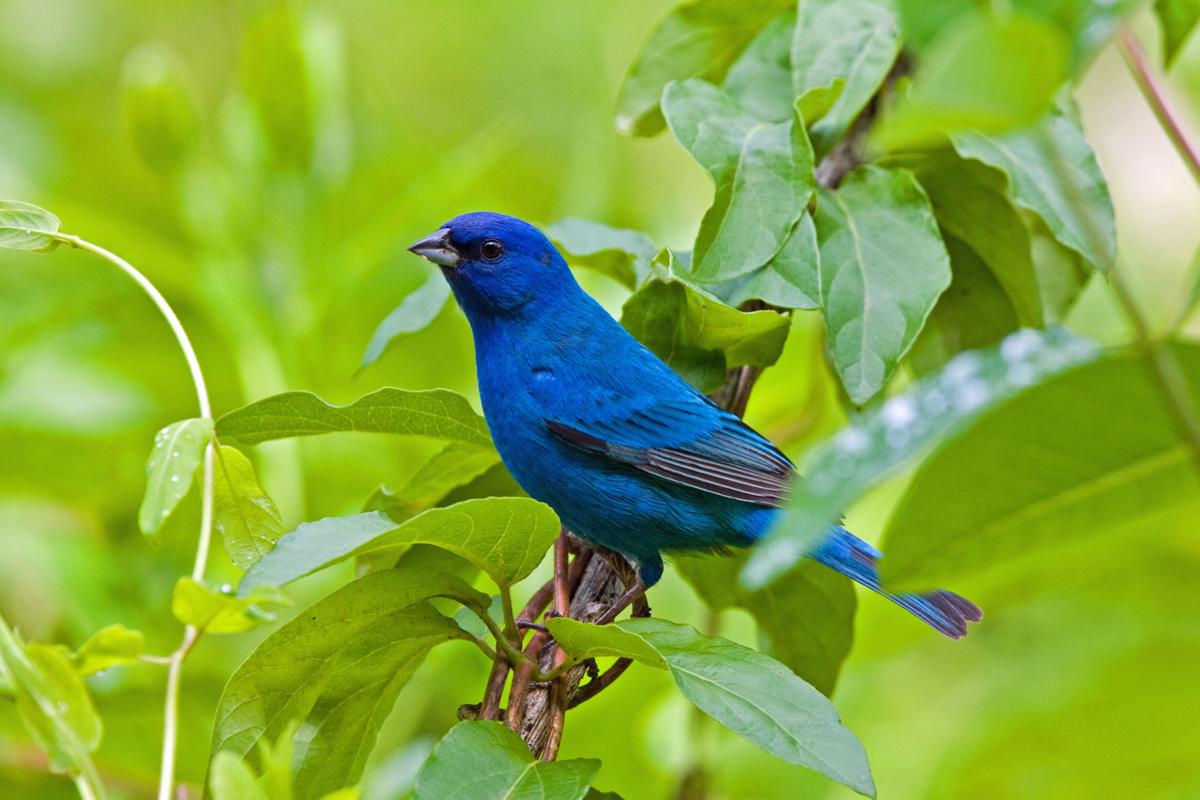 blue indigo bird