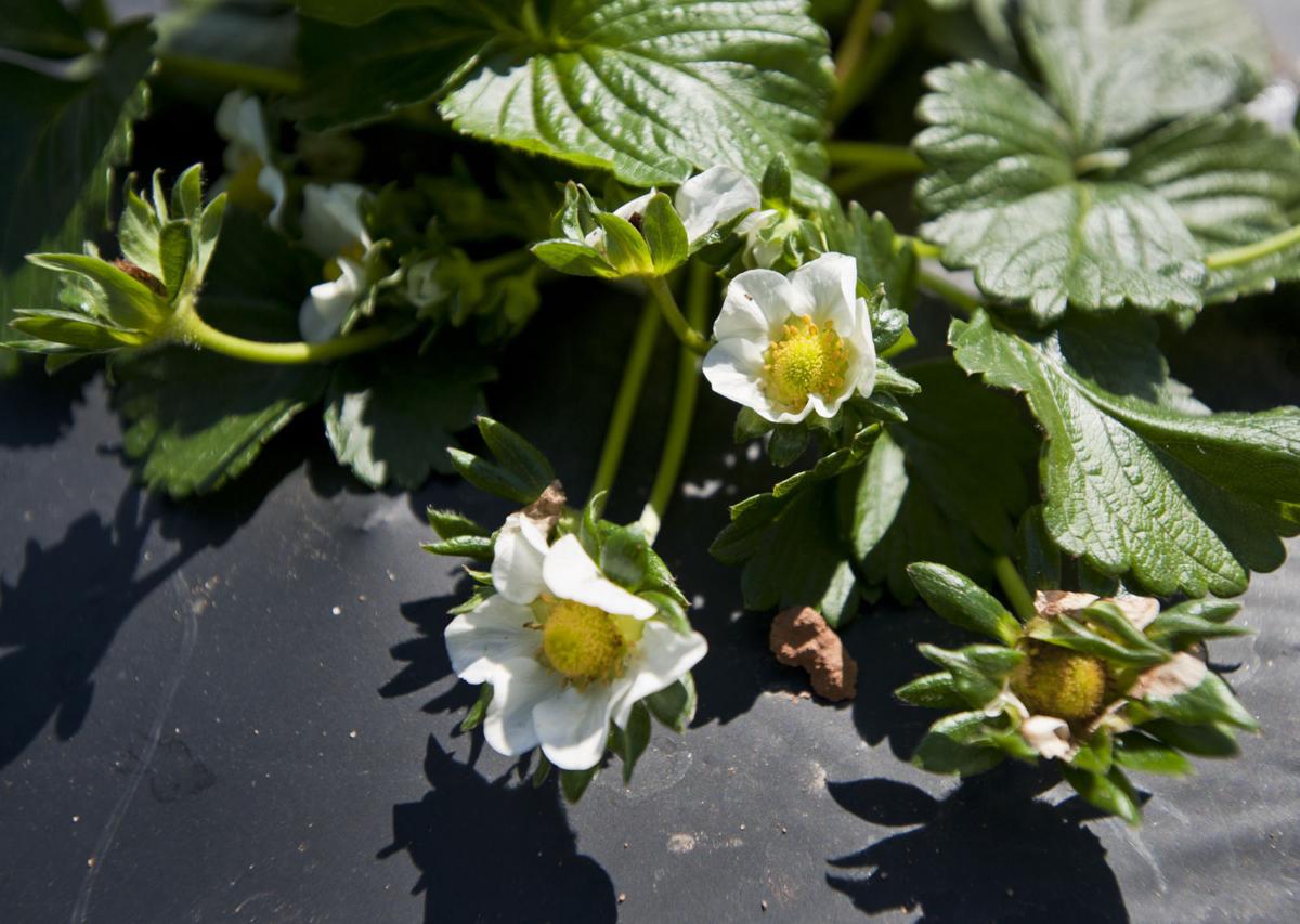Winter Storm And Cold Temperatures Could Damage Crops And Produce