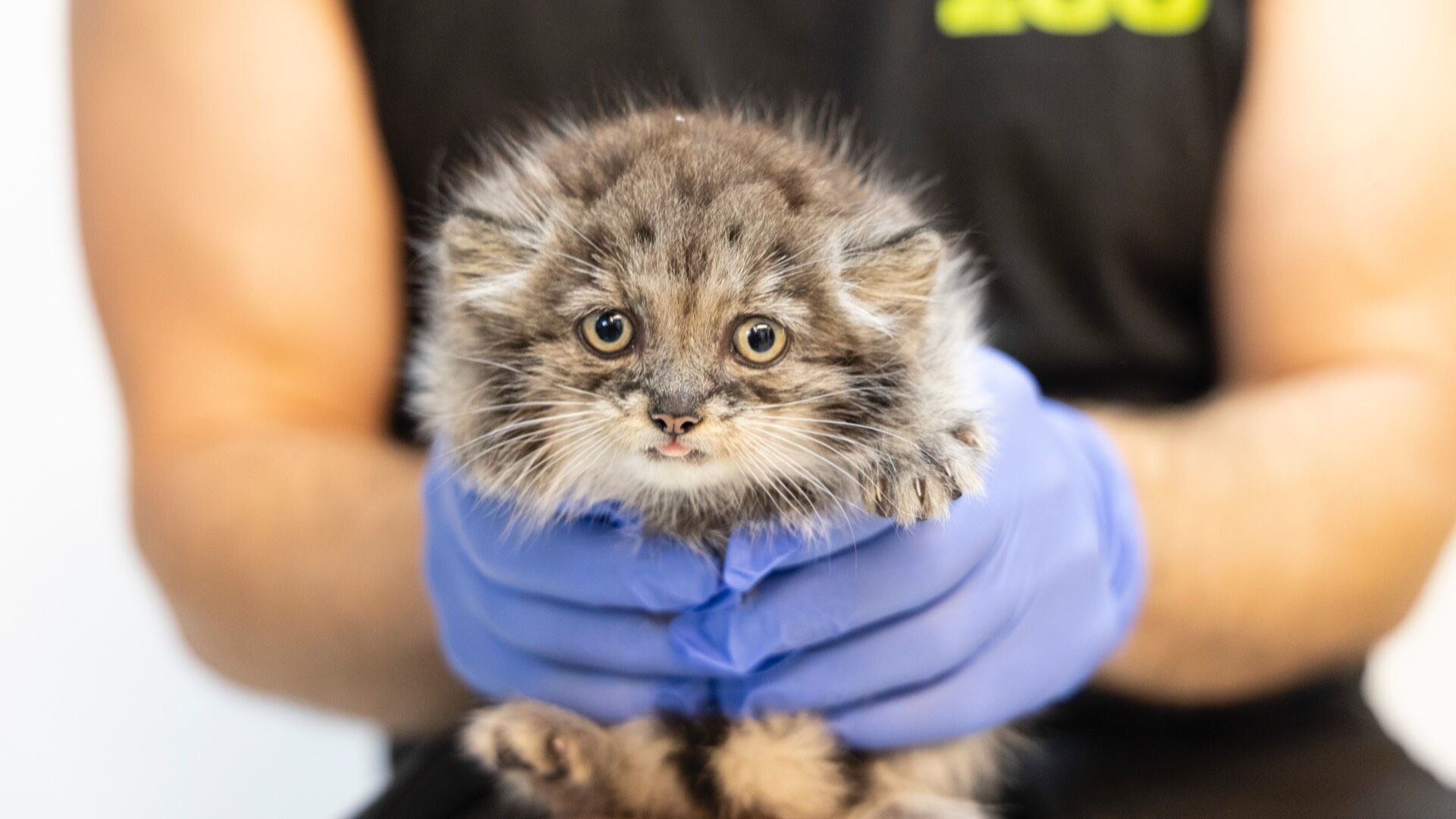 Finnish zoo celebrates arrival of adorable Pallas's cat kitten