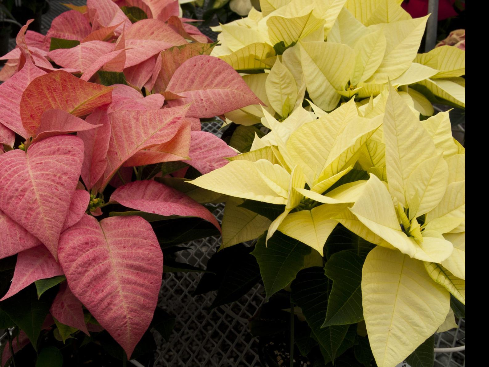 Sea Of Color King Nursery Grows 88 Varieties Of Poinsettias This