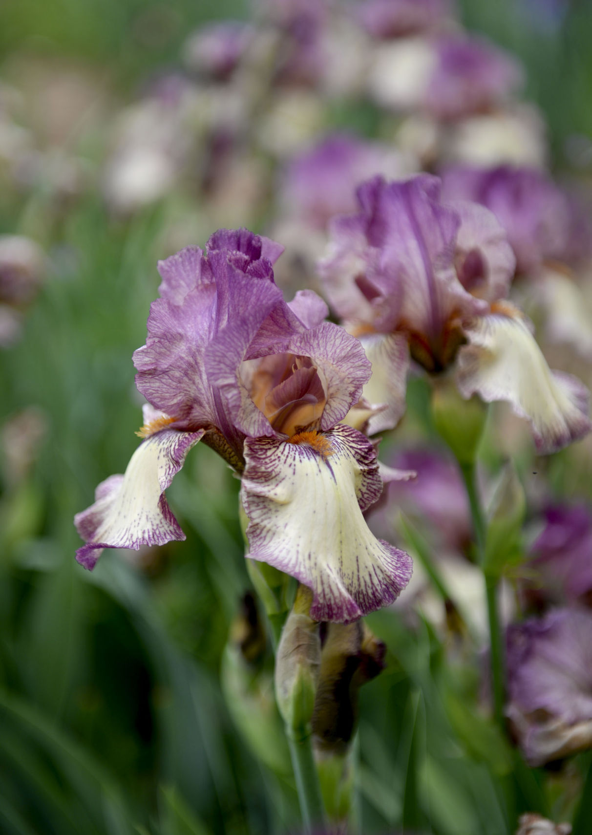 IRIS RHIZOME BURNT TOFFEE FROM MY COLLECTION.