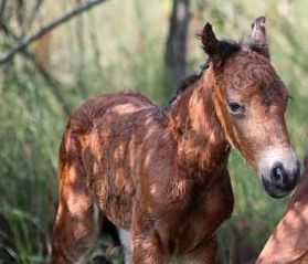 Outer Banks Wild Horses Have A Rare New Addition After A Tragic