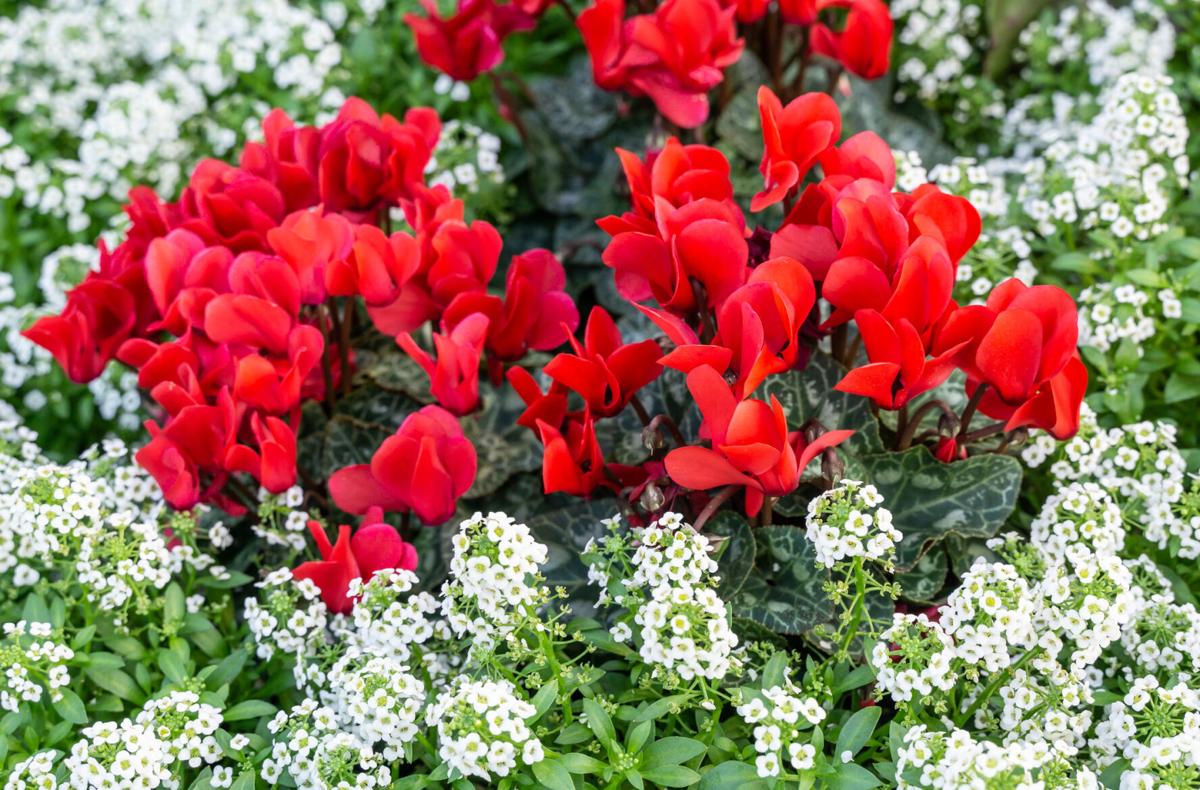 Red cyclamen