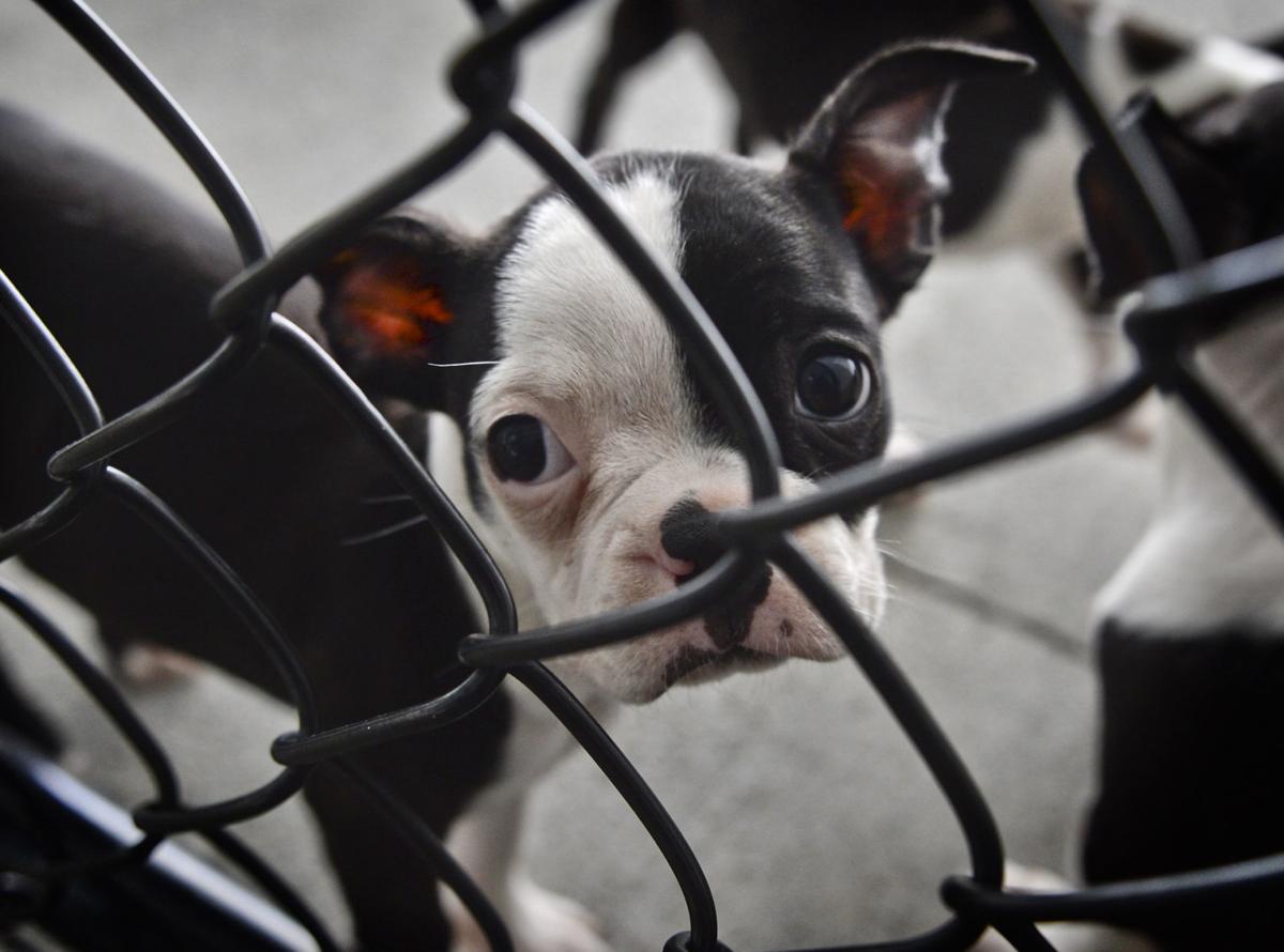 Forsyth Humane Soeciety