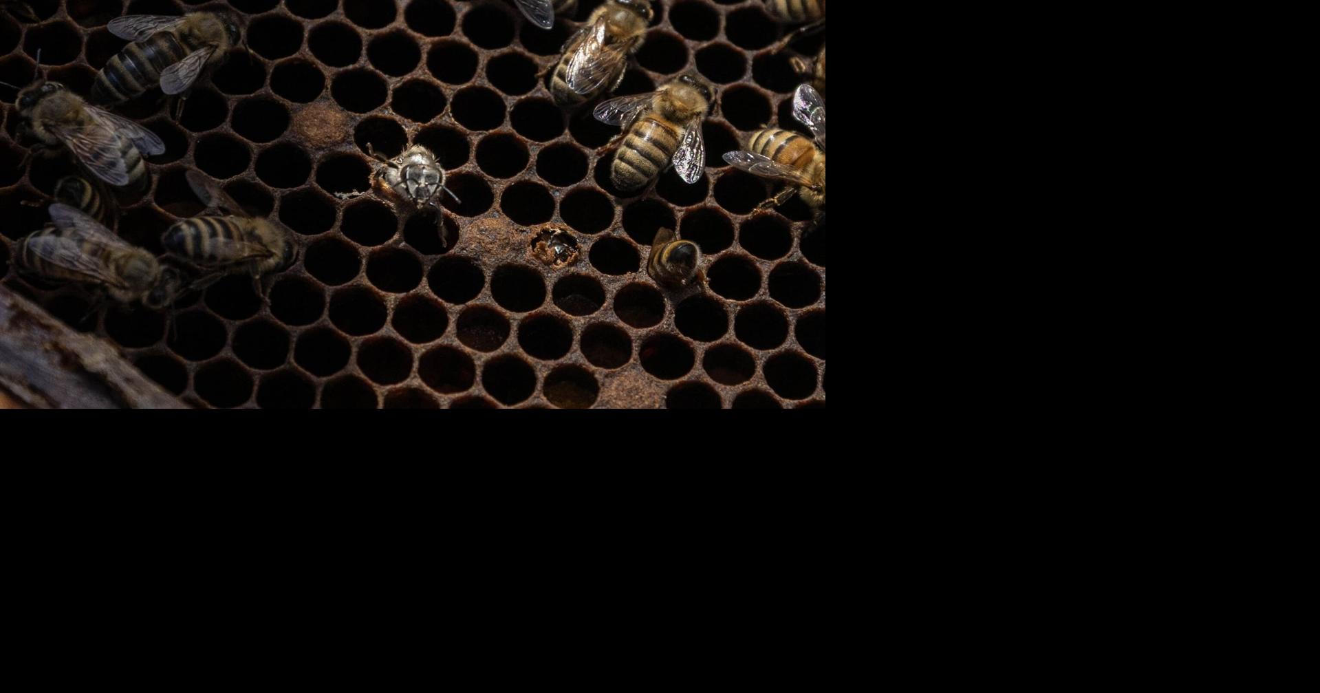 Honey Bees