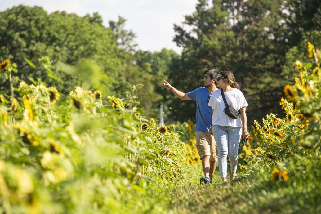 PHOTOS Sunflowers in full bloom at Kernersville's Dewberry Farms