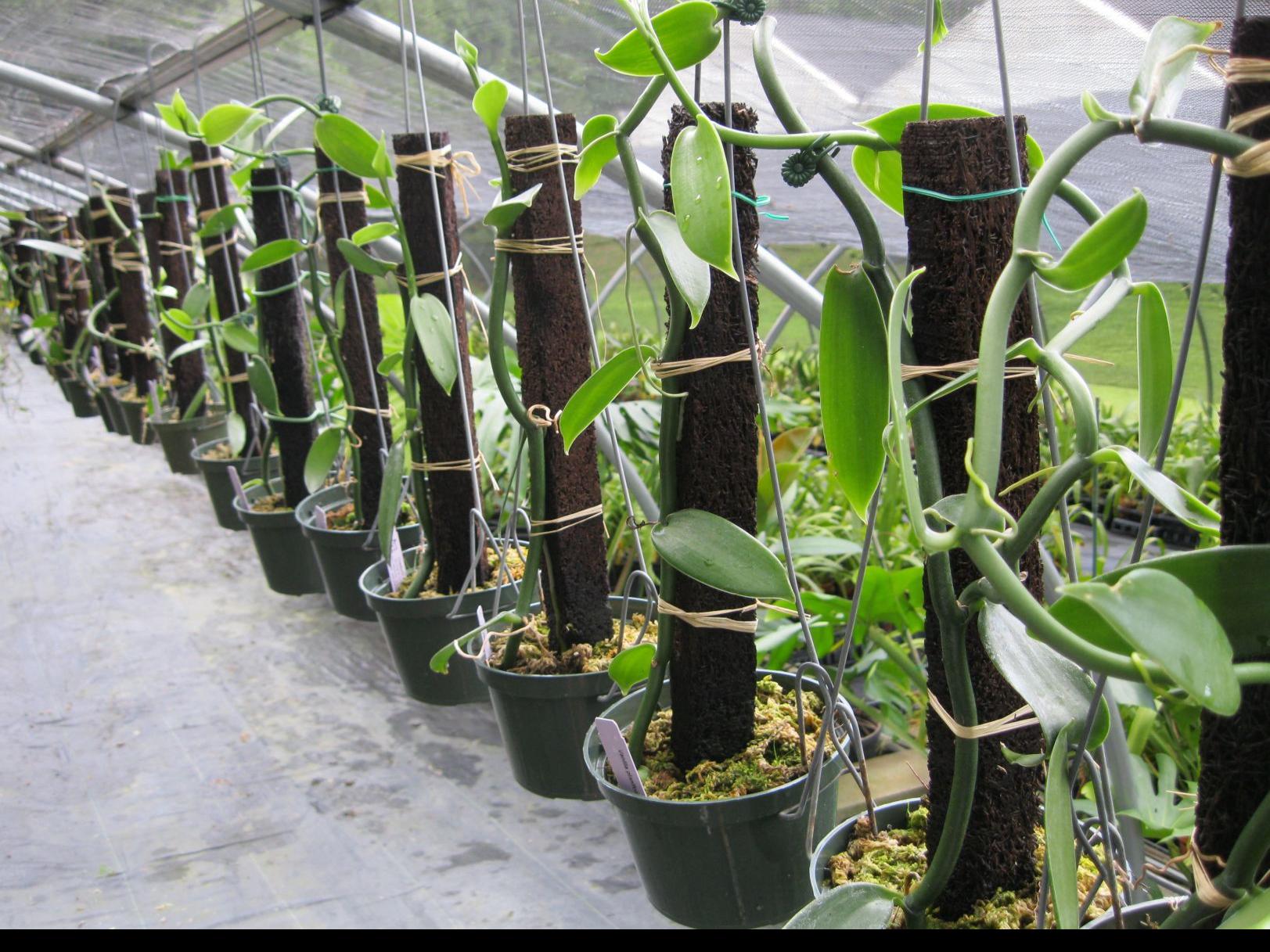 Orchids Vanilla Beans Come From An Unusual Genus Of Orchid Food Journalnow Com