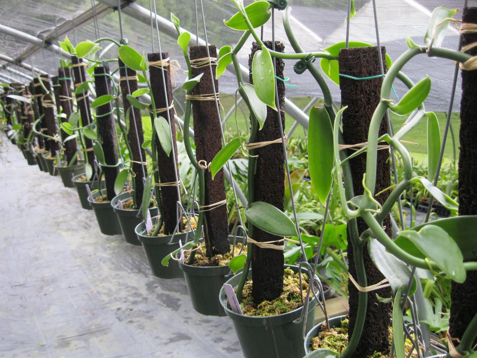 Orchids Vanilla Beans Come From An Unusual Genus Of Orchid Food Journalnow Com