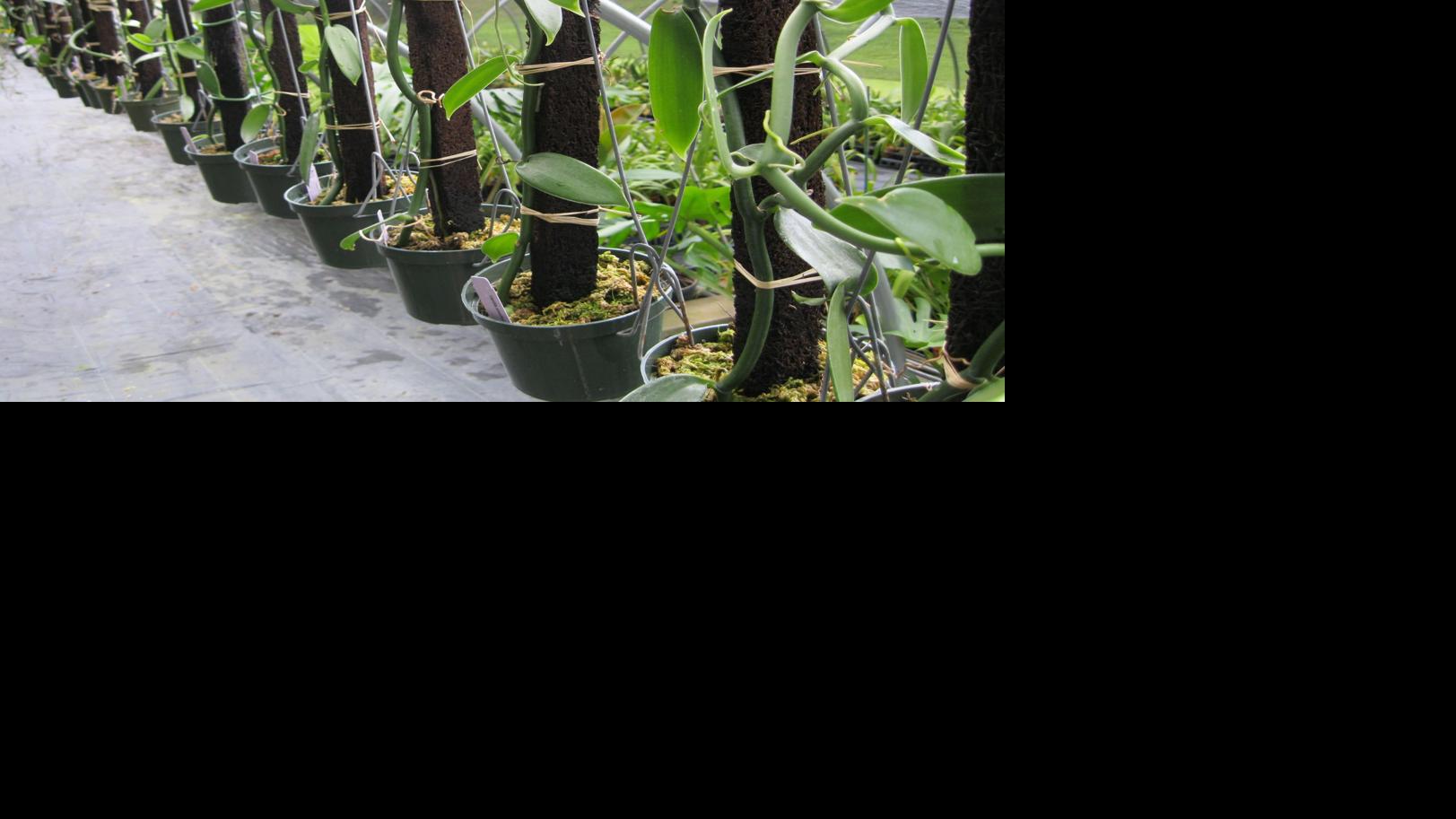 Orchids Vanilla Beans Come From An Unusual Genus Of Orchid Food Journalnow Com