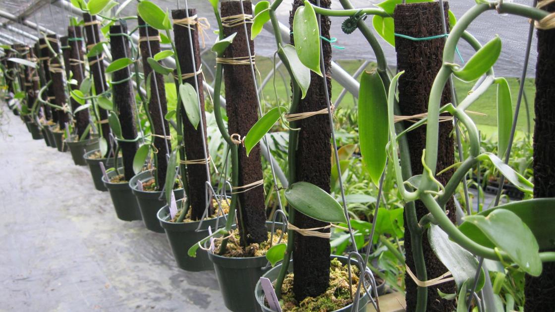 Orchids Vanilla Beans Come From An Unusual Genus Of Orchid Food Journalnow Com