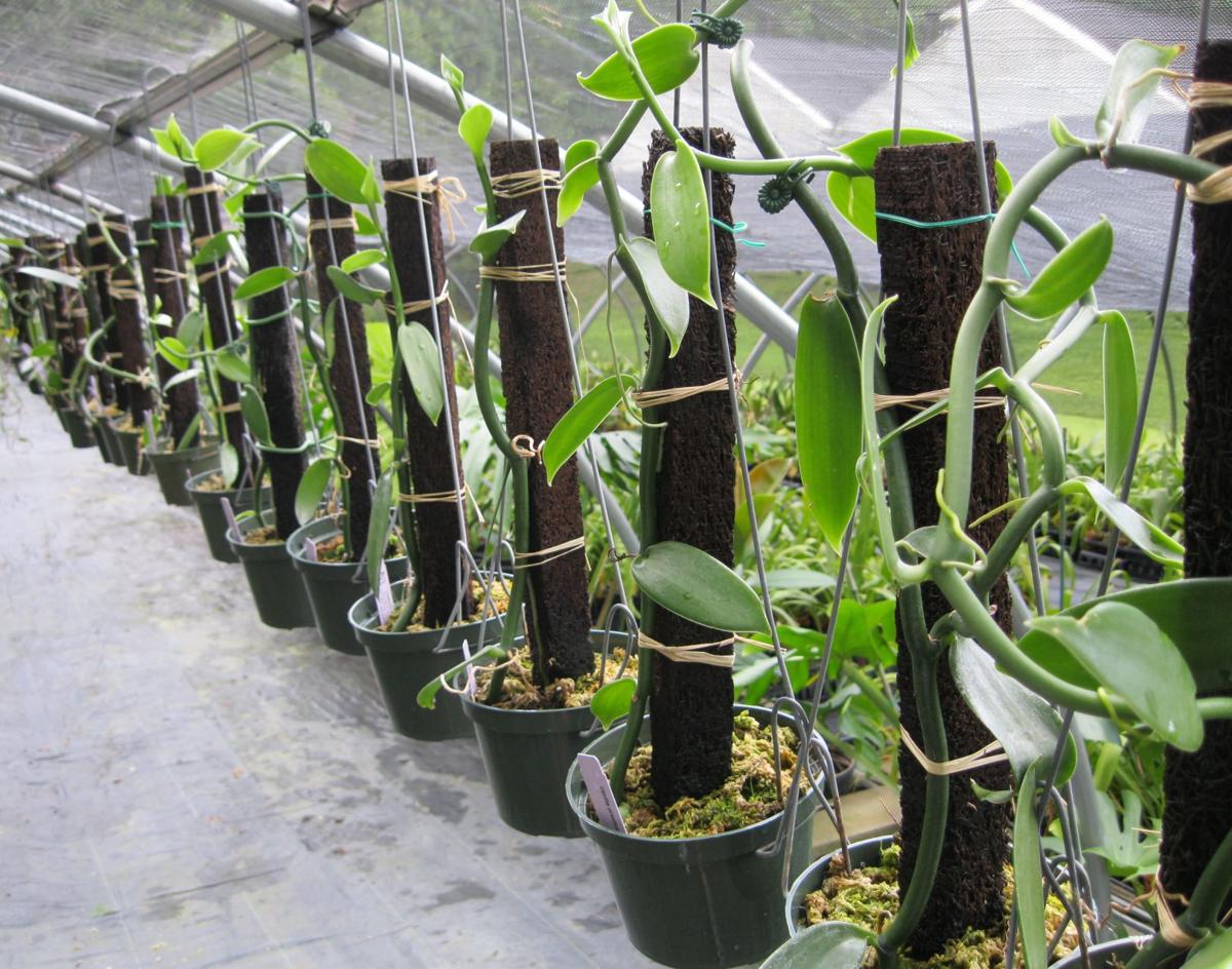 Orchids Vanilla Beans Come From An Unusual Genus Of Orchid Food