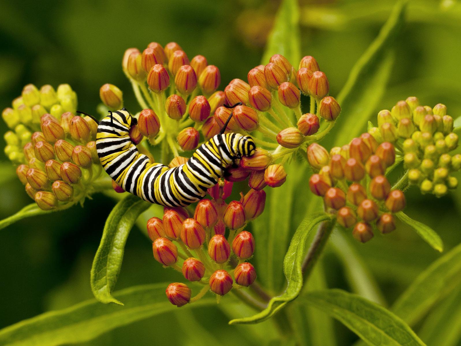 Butterflies Rely On Specific Host Plants For Laying Eggs Journalnow Com Butterflies Rely On Specific Host Plants For Laying Eggs Journalnow Com