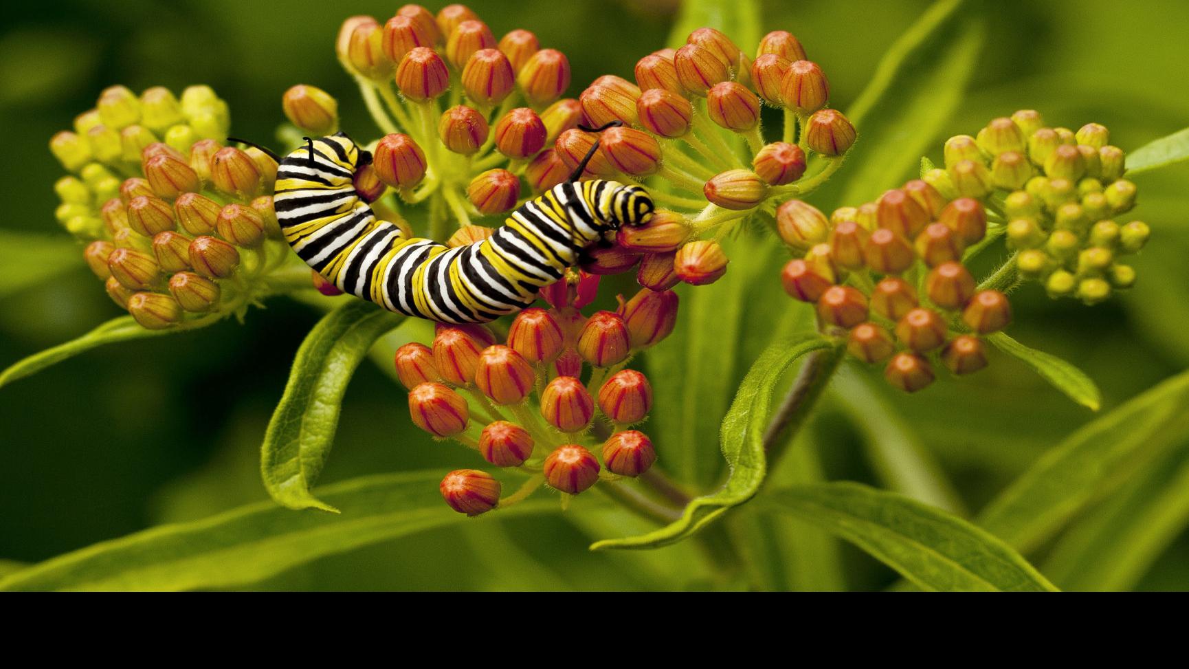 Butterflies Rely On Specific Host Plants For Laying Eggs Journalnow Com