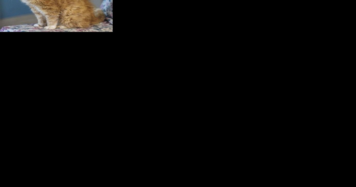 Plato the Cat's back in his Greensboro home after being missing for 11 years