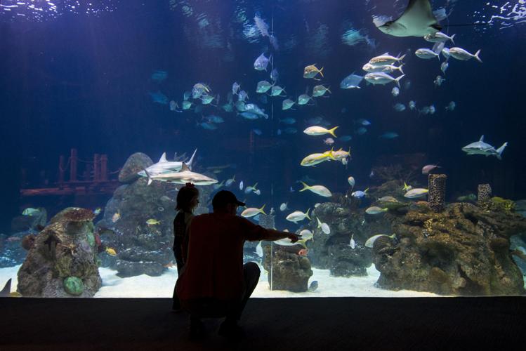Greensboro Science Center turning 60 | | journalnow.com