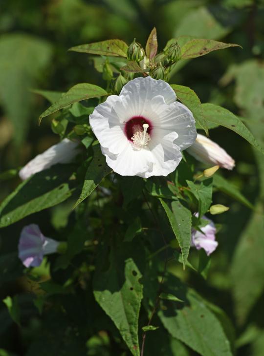 Hibiscus deserves a place in your garden, and summer is high time for