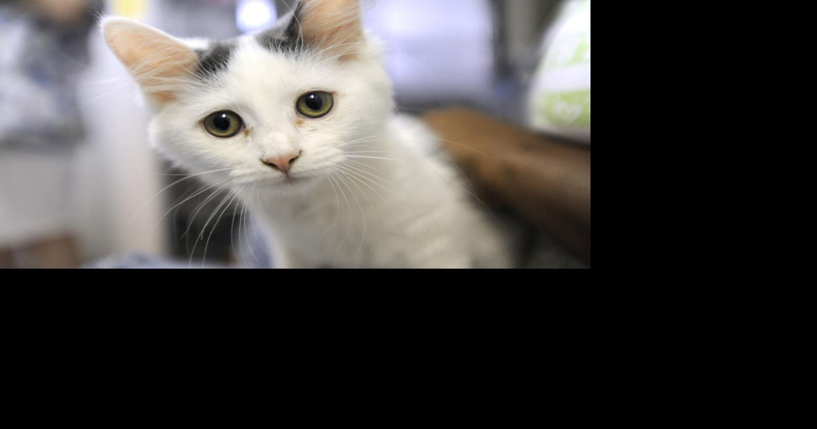 Ask SAM Can cats scratch the paint on cars?