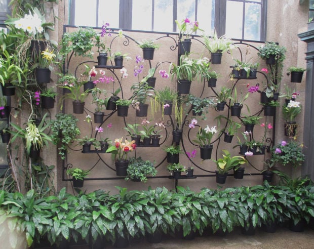 Orchids Of Longwood Gardens Food Journalnow Com