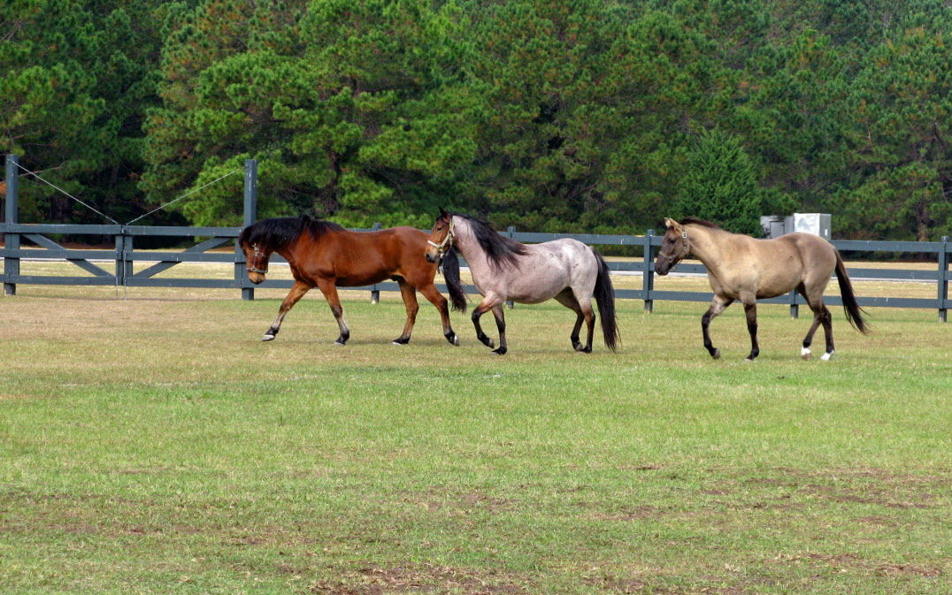 Hilton Head Roundabout to health Relish Now