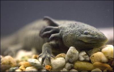 Axolotl Of Bonds In General