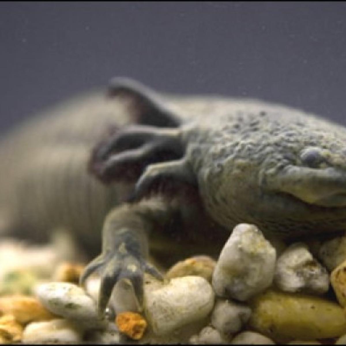 Vanishing Monster Scientists Racing To Save Mexico City S Axolotl Salamander From Extinction National News Journalnow Com Vanishing Monster Scientists Racing To Save Mexico City S Axolotl Salamander From Extinction National News Journalnow Com