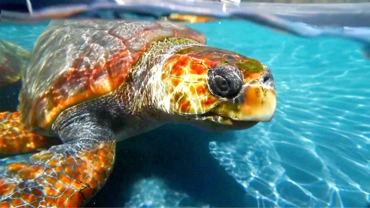 The Kritic » Sea Turtle