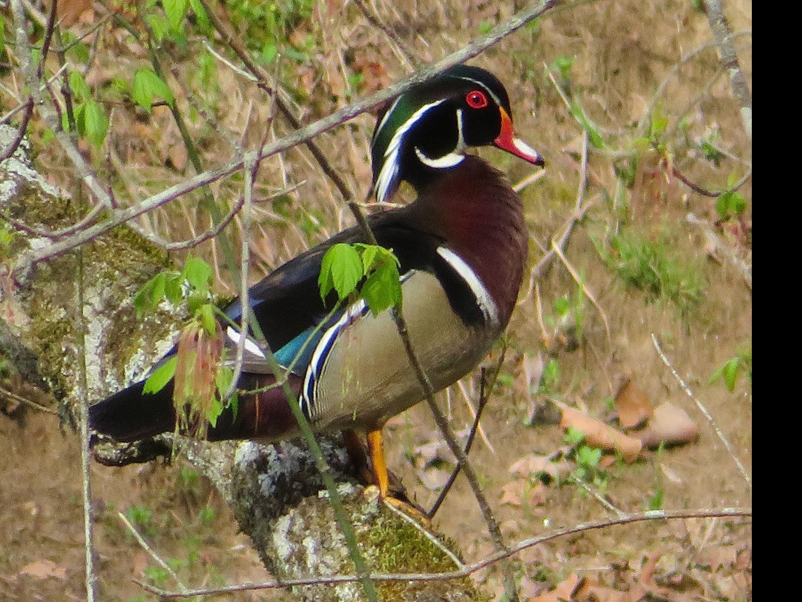 Mild Winter Has Led To Fewer Bird Sightings In The Triad