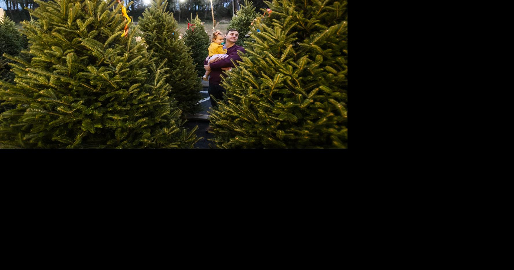 Christmas Trees Plentiful In Winston-Salem Area. Prices Range From $10 To $15 A Foot | Local News | Journalnow.com