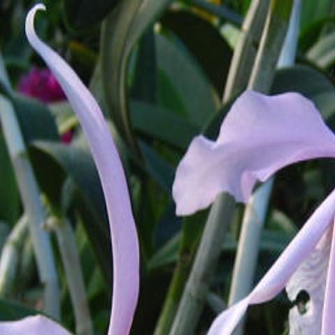 Ecuador A Country Of Orchids Food Journalnow Com
