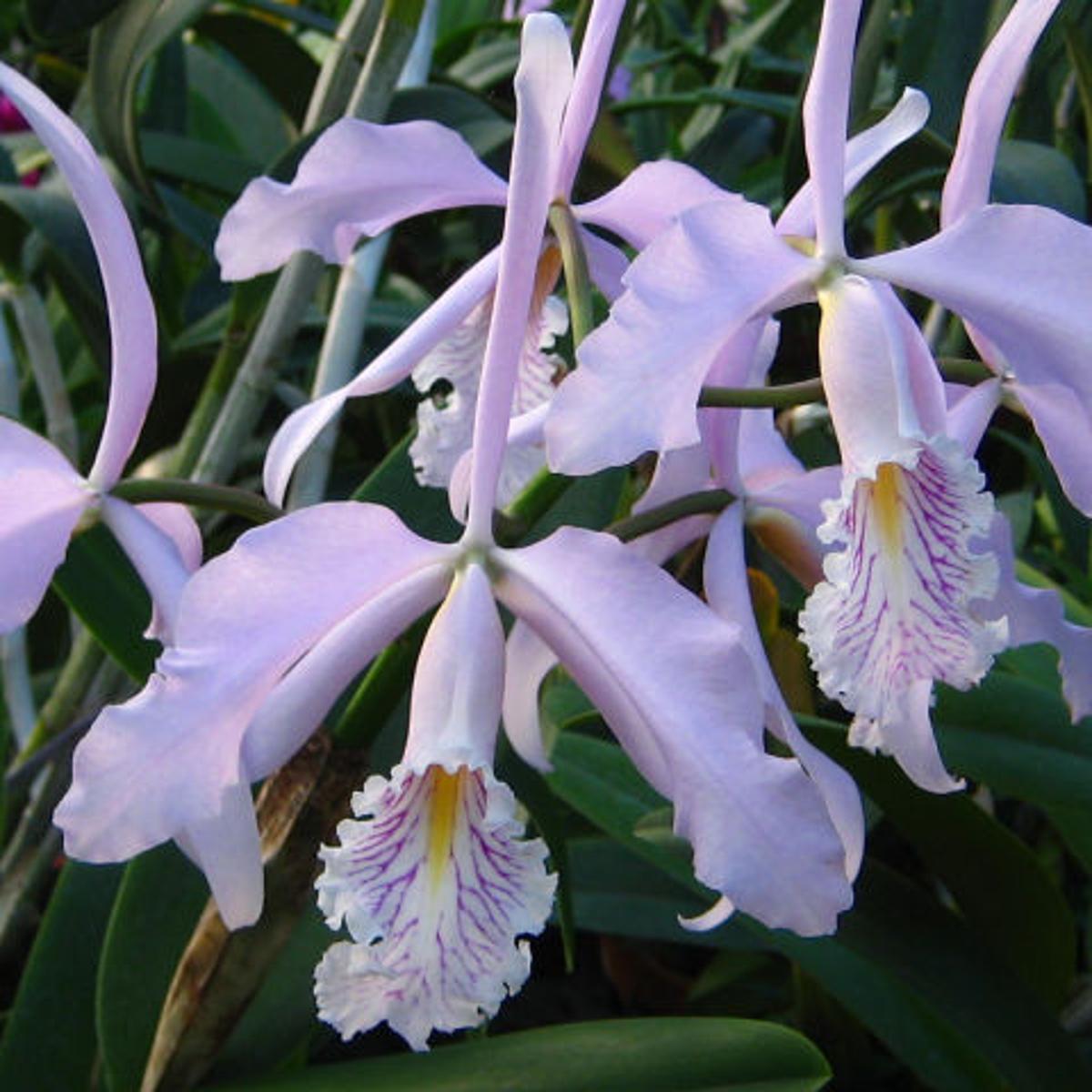 Ecuador A Country Of Orchids Food Journalnow Com