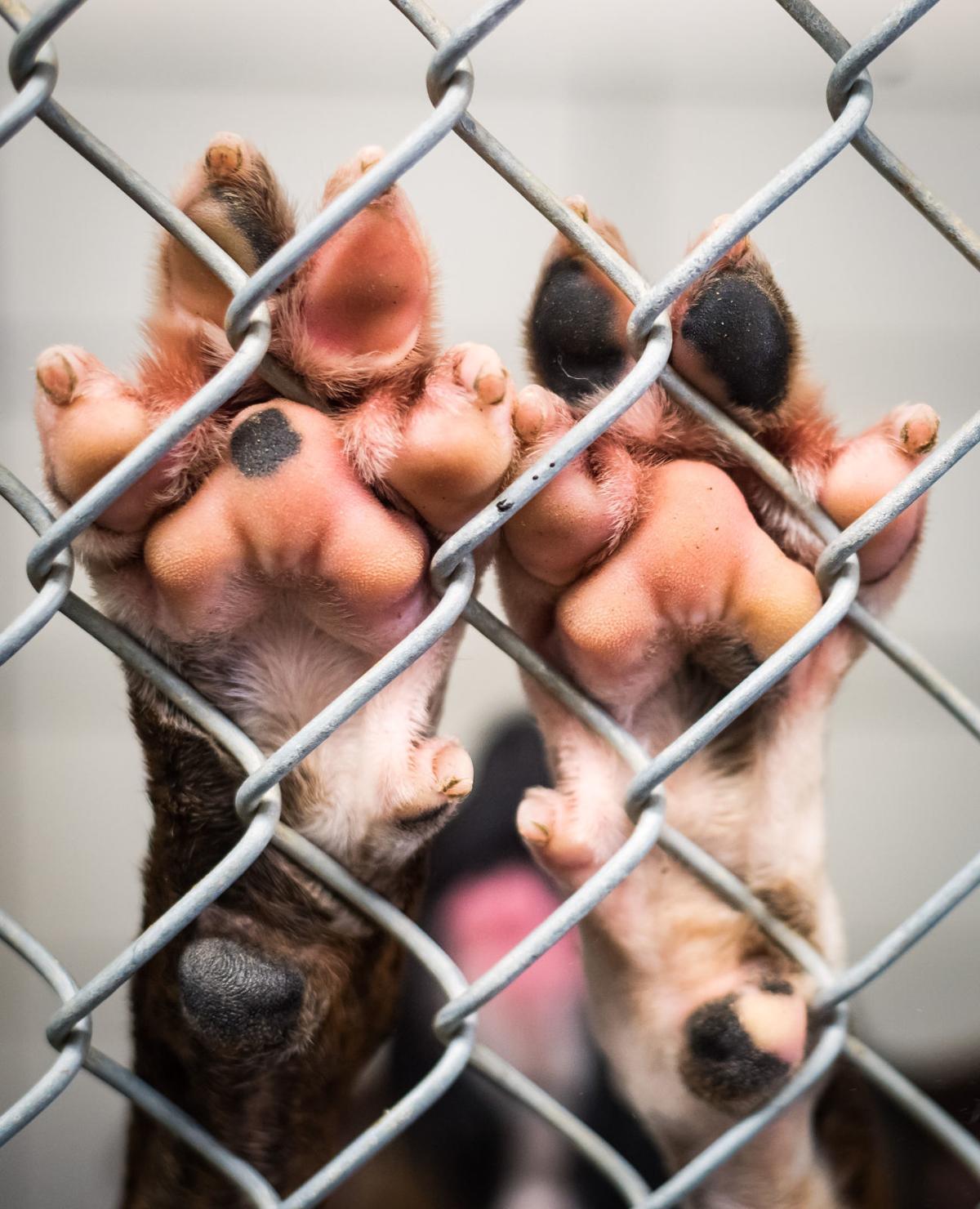 Photos Davidson County Animal Shelter is at full capacity