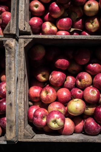 Apple Festival set for Sept. 24 at Historic Bethabara