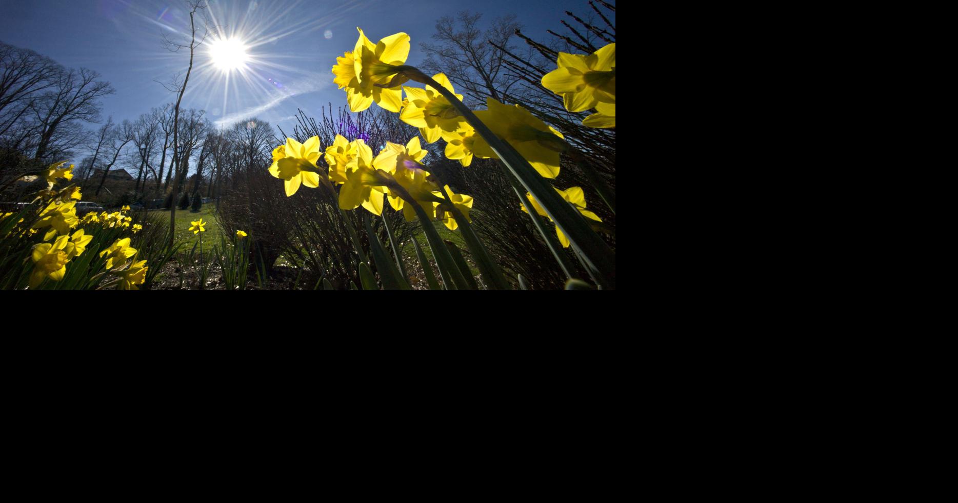 Warm weather favors blooming flowers, trees, shrubs and bugs