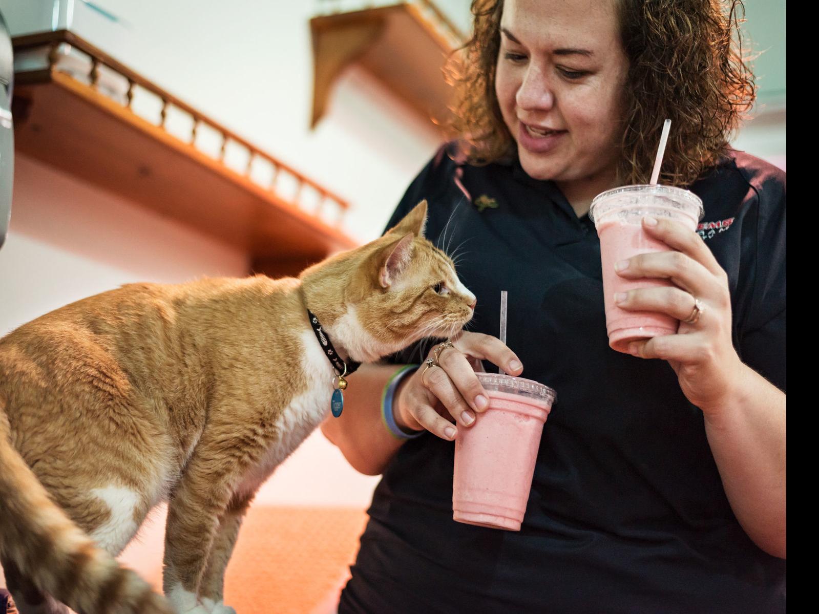 Cats And Waffles Kernersville Cafe Offers Bakery Treats And A