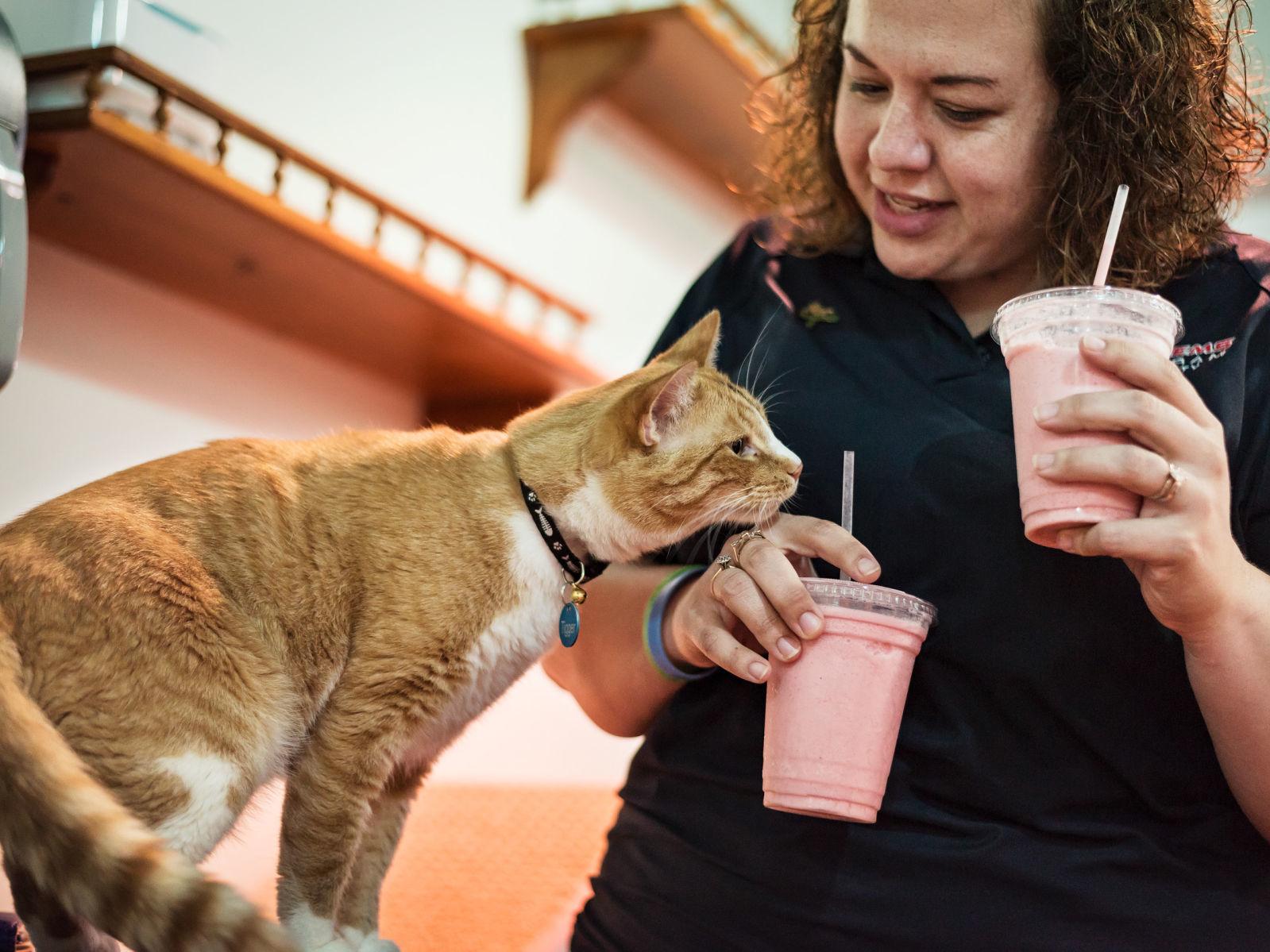 Cats And Waffles Kernersville Cafe Offers Bakery Treats And A