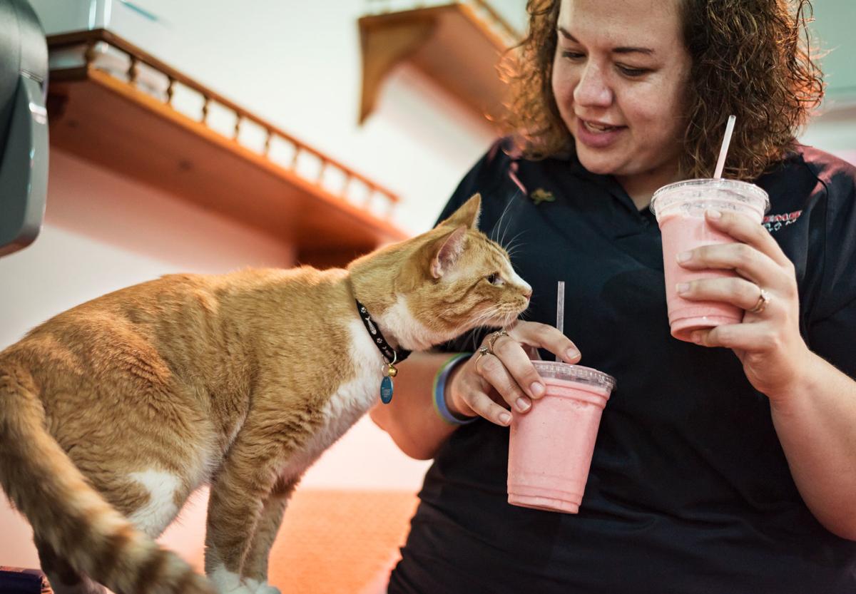 Cat Cafe Kernersville Cat Cafe Kernersville