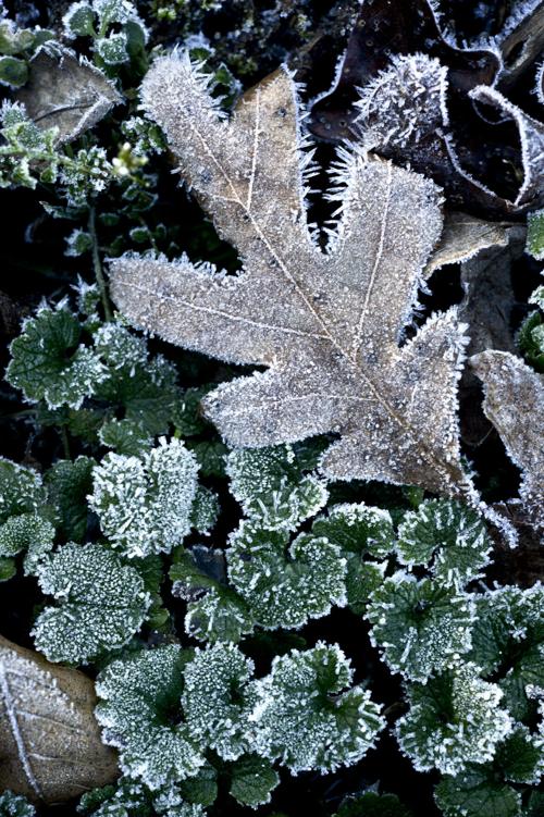 Frost (web) (copy)