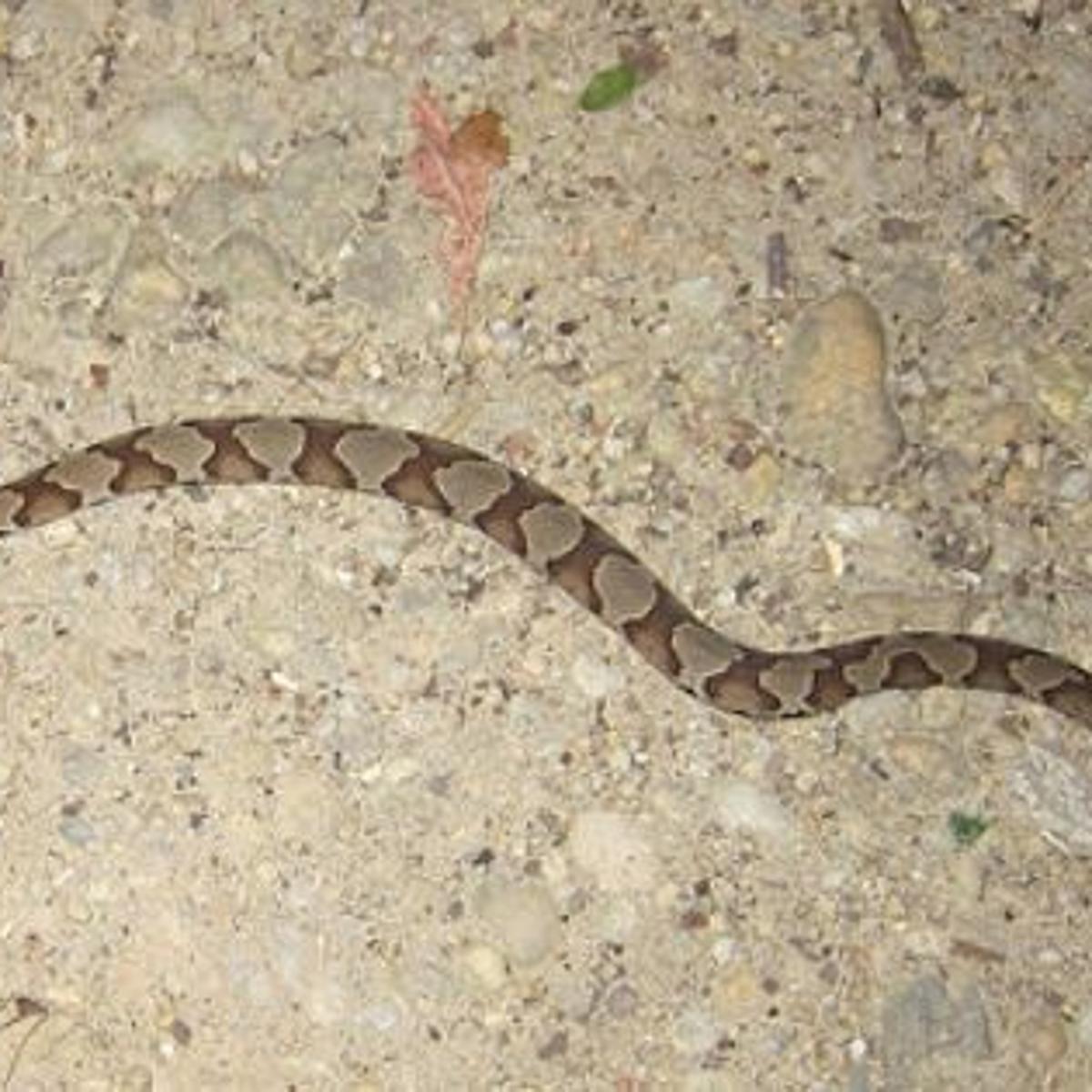 Watch Your Step The Copperheads Are Back Local News Journalnow Com Watch Your Step The Copperheads Are Back Local News Journalnow Com