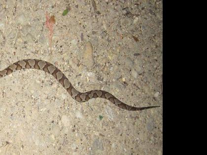 Watch Copperhead Online