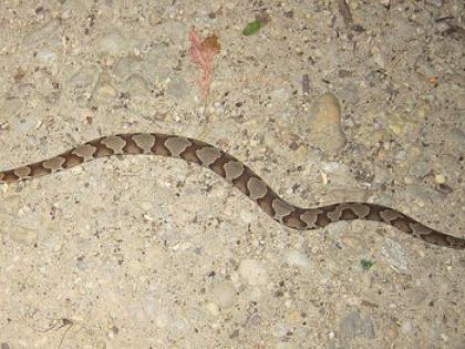 Watch Copperhead Online Watch Copperhead Online