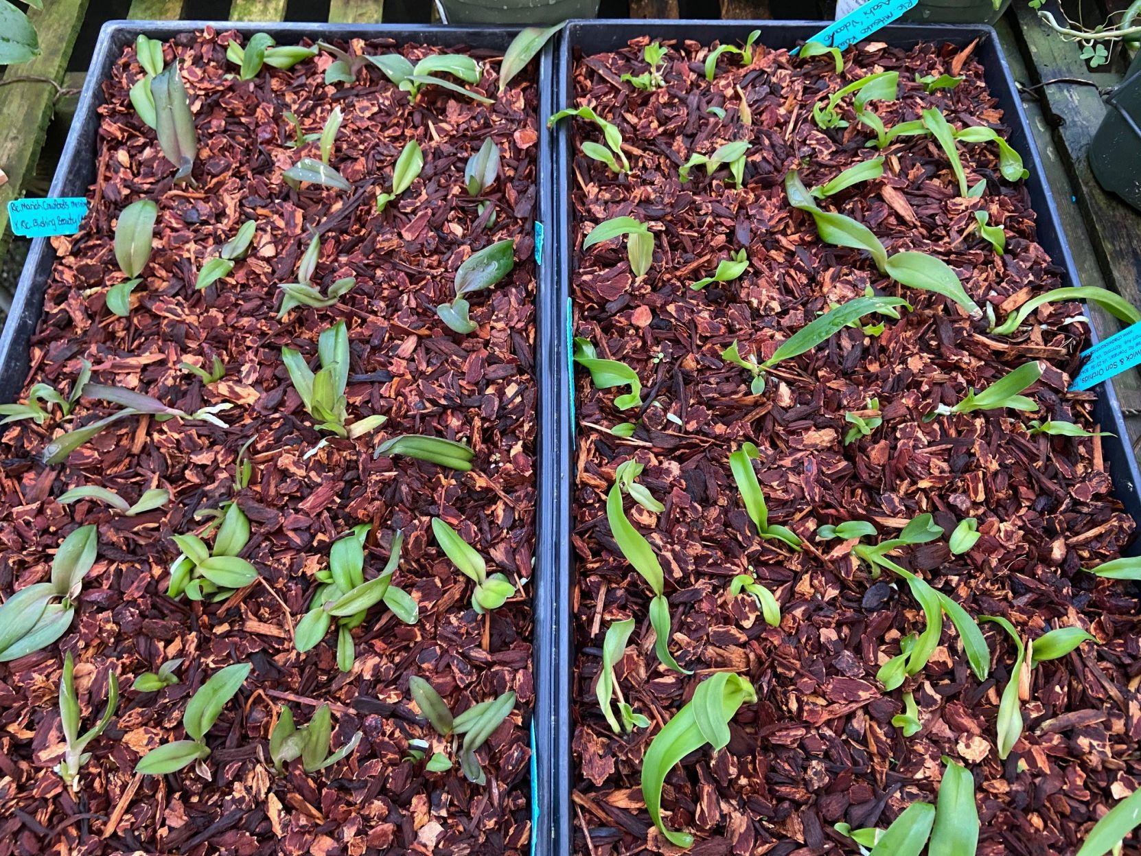 Growers Take Two Approaches To Raising Young Orchids Lifestyles Journalnow Com