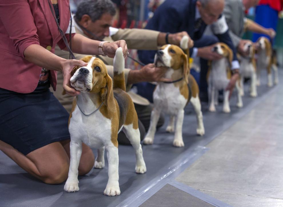 Photos: Carolina Cluster Dog Show in Greensboro