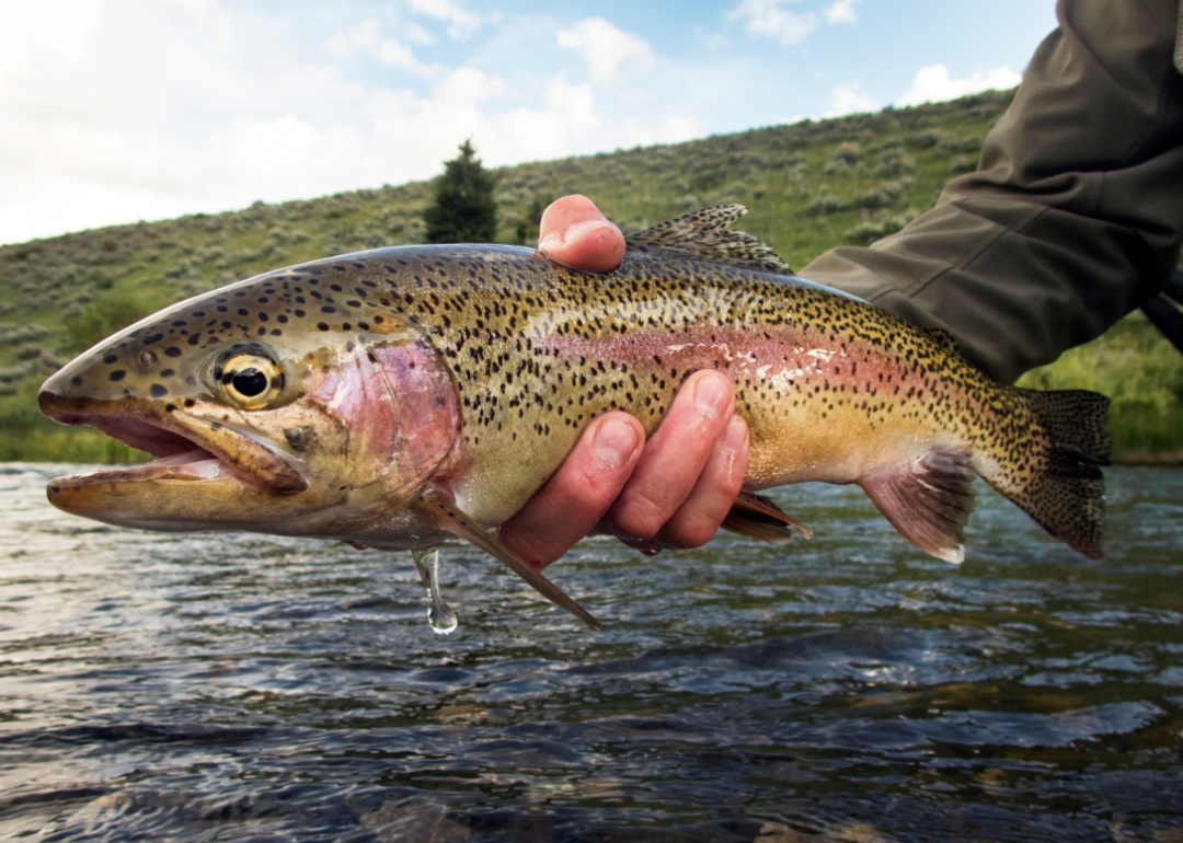 North Carolina's freshwater fish record falls after 36 years - Sandhills  Sentinel