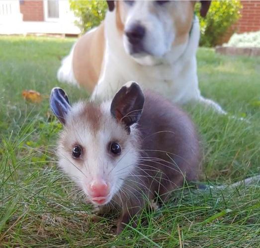 Opossum Family Felt Kit