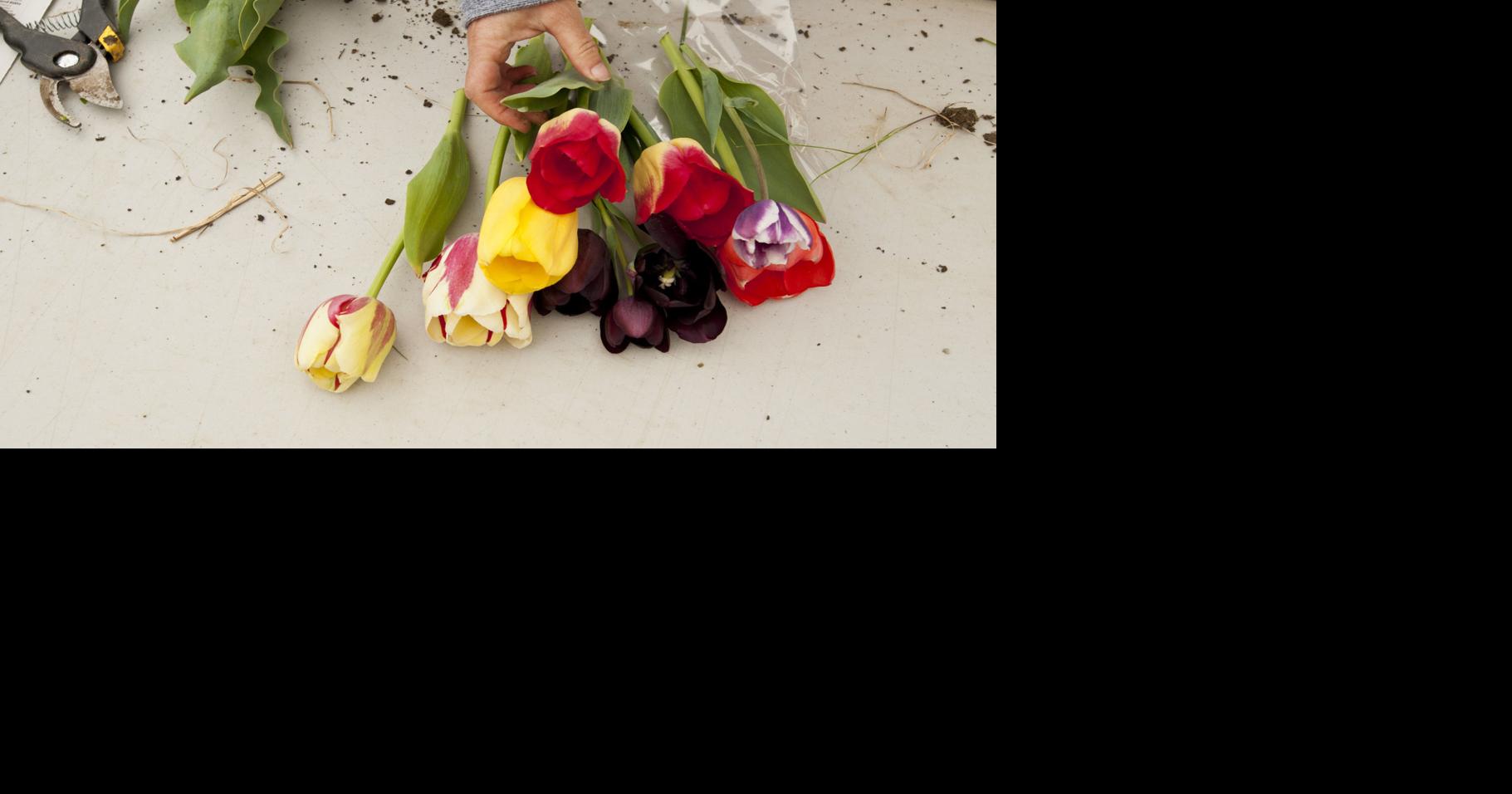 Dewberry Farm tulips