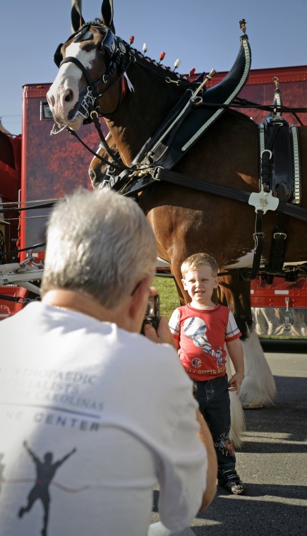 The Budweiser Clydesdales parade the Busch Stadium track in center