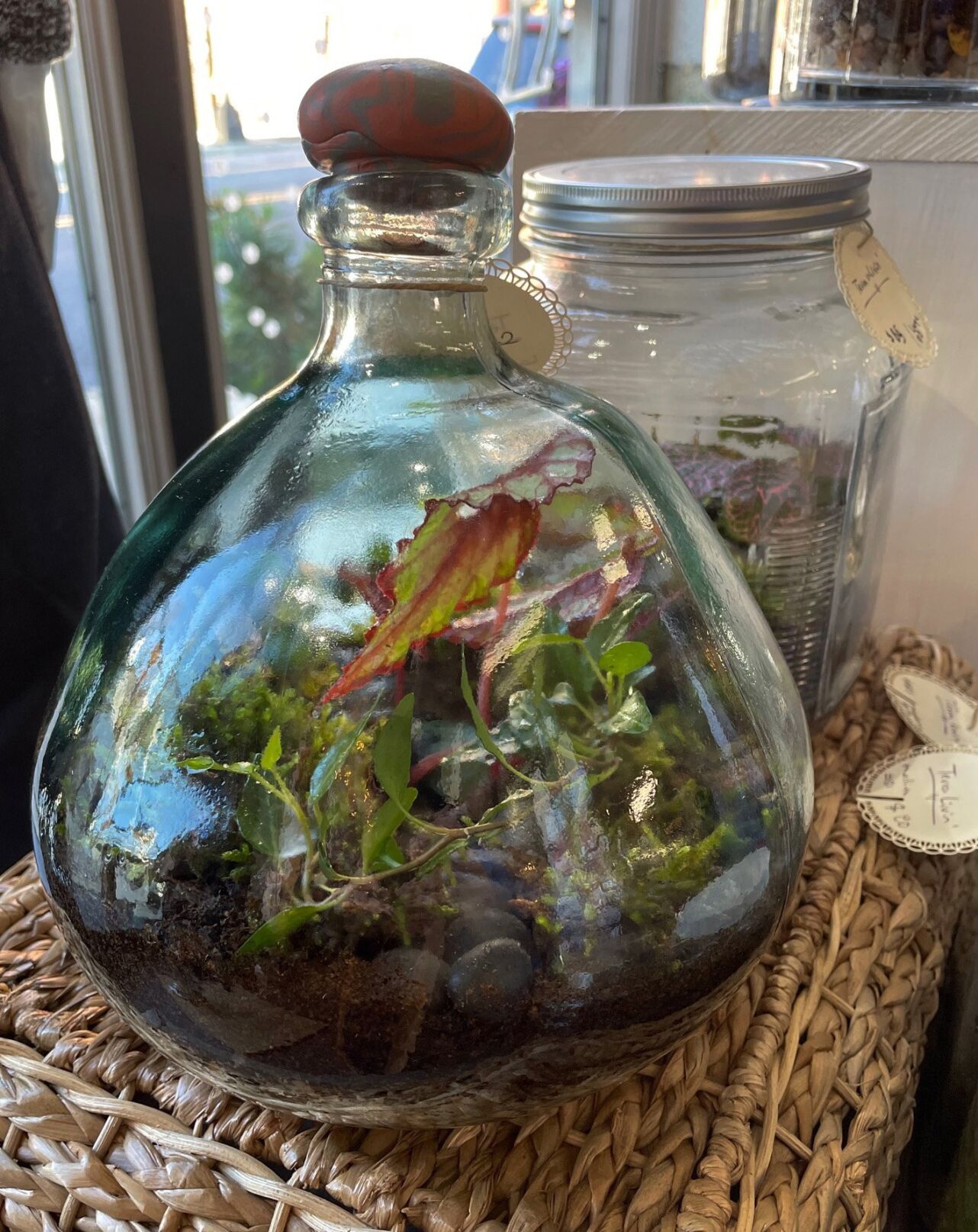 Mossy Mojo Terrariums