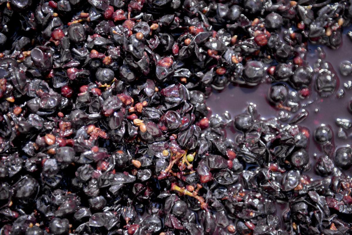 Annual grape crush party